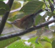 Image of Mountain Wren