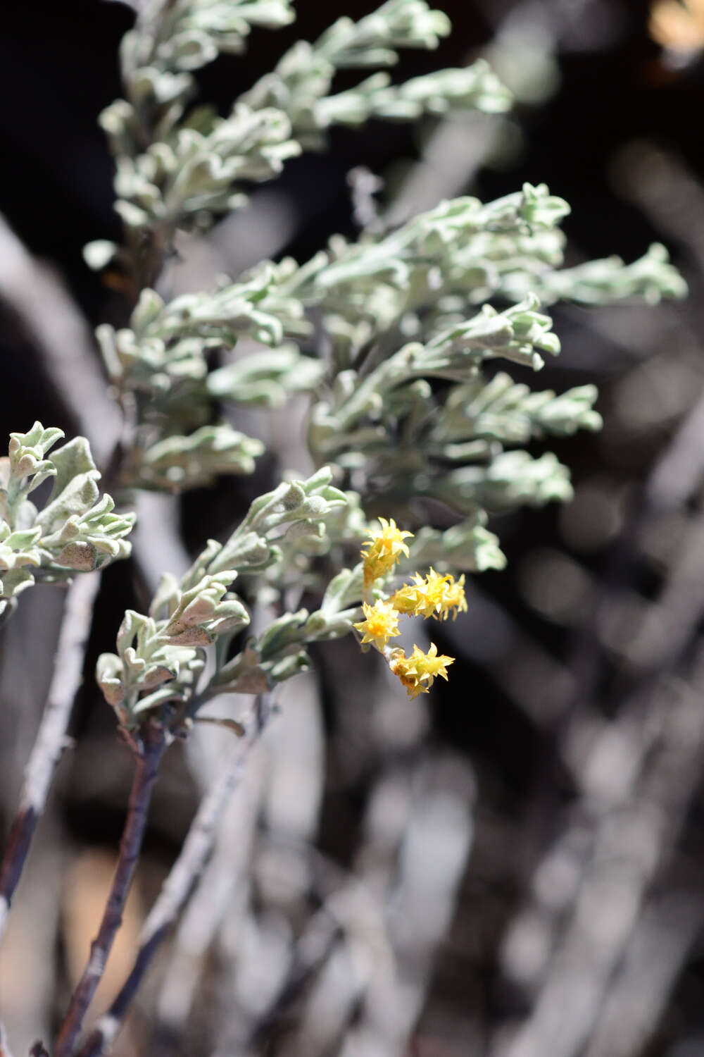 Image of Helichrysum excisum (Thunb.) Less.