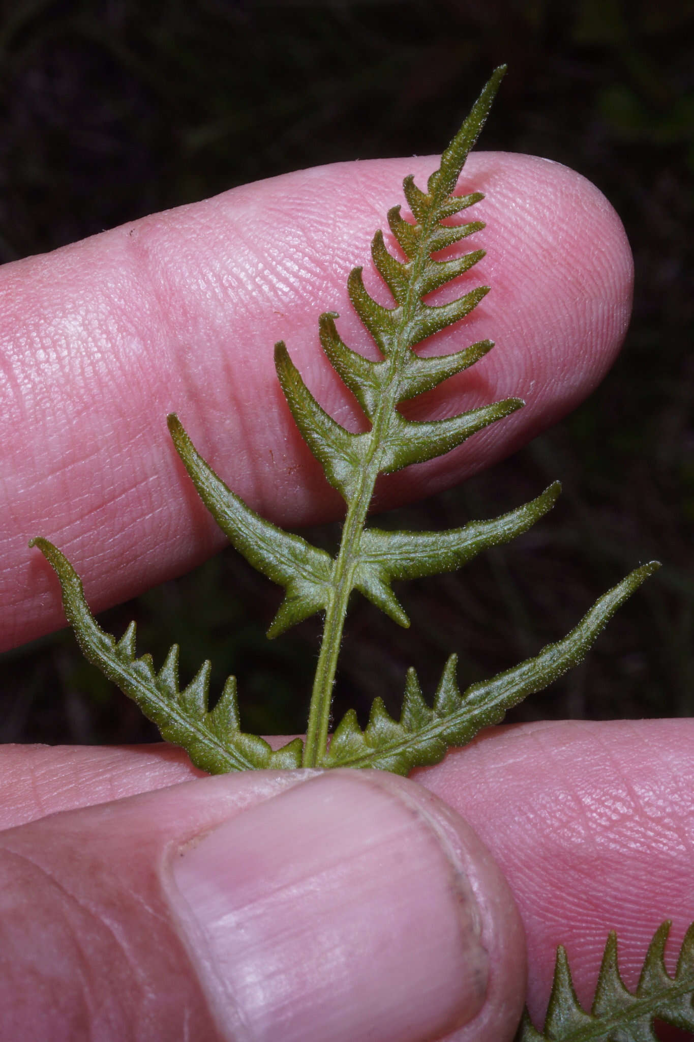 صورة Pteridium latiusculum (Desv.) Hieron. ex Fries