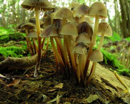 Image of Mycena haematopus (Pers.) P. Kumm. 1871