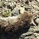 Image of Gray-tailed Vole