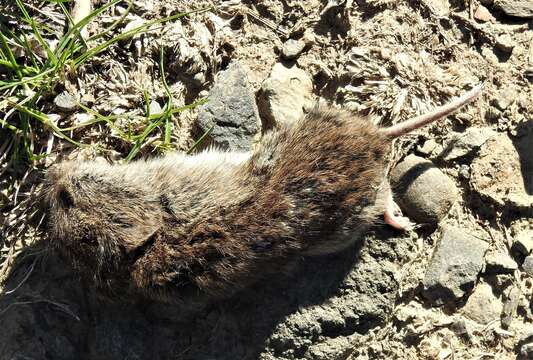 Image of Gray-tailed Vole