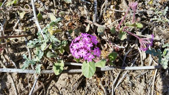 Image of pink sand verbena