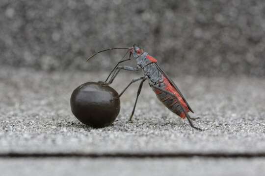 Image of Red-shouldered bug