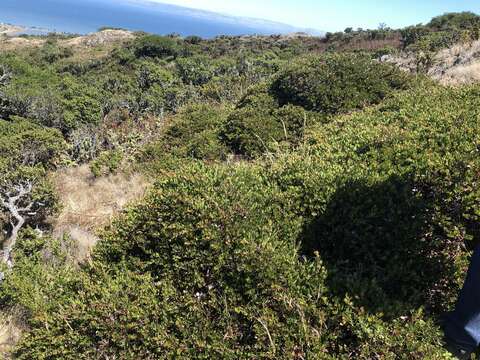 Image of Arctostaphylos uva-ursi subsp. uva-ursi