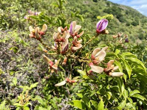 Image of Millettia nitida Benth.