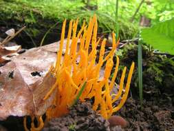 Image of Calocera viscosa (Pers.) Fr. 1821