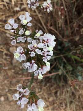 Imagem de Limonium sinuatum (L.) Miller