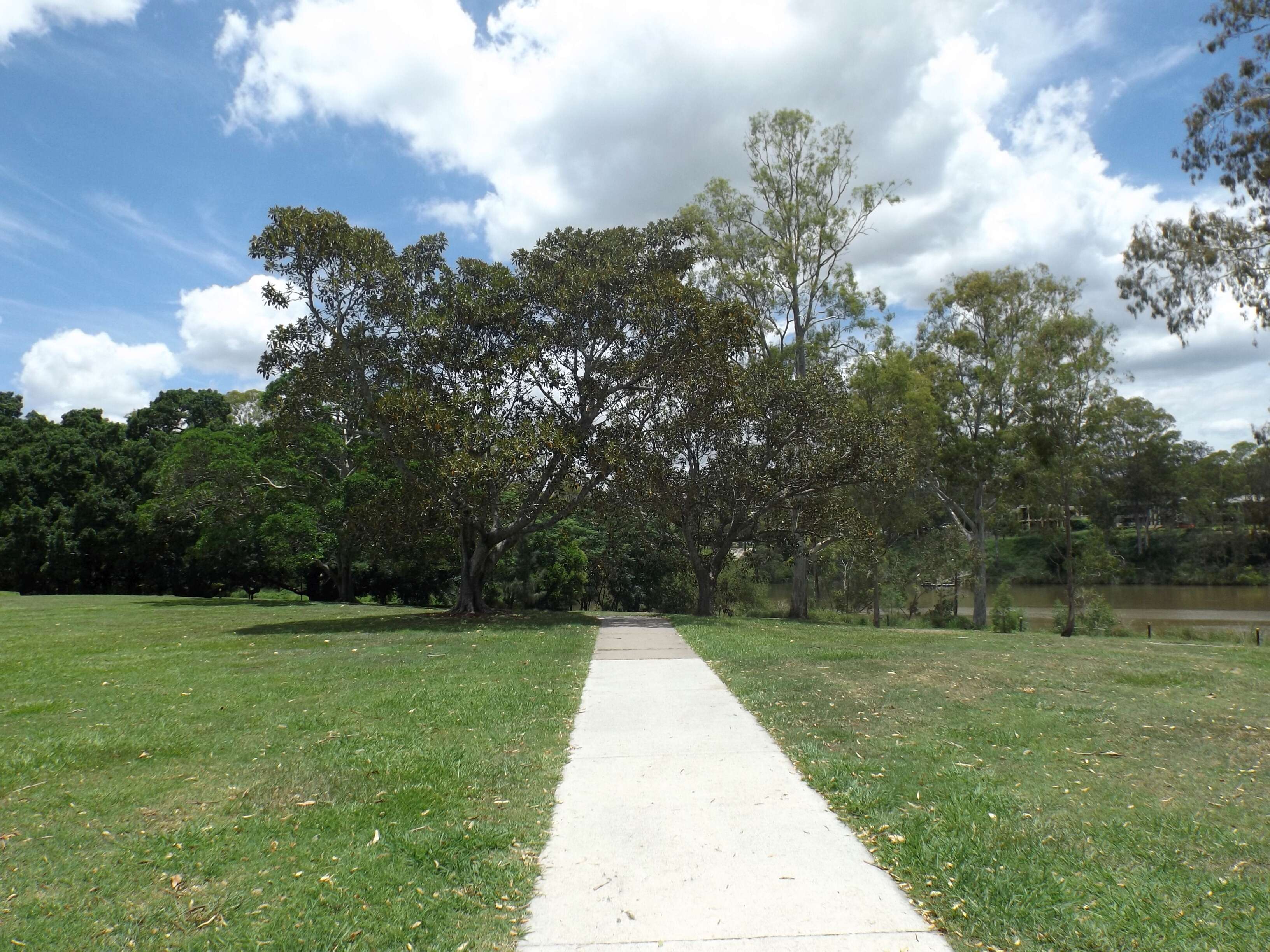 Image of Moreton Bay fig