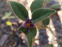 Image of Solanum densevestitum F. Müll. ex Benth.