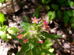 صورة Collomia biflora (Ruiz & Pav.) A. Brand