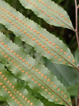 Image of Goniophlebium persicifolium (Desv.) Bedd.