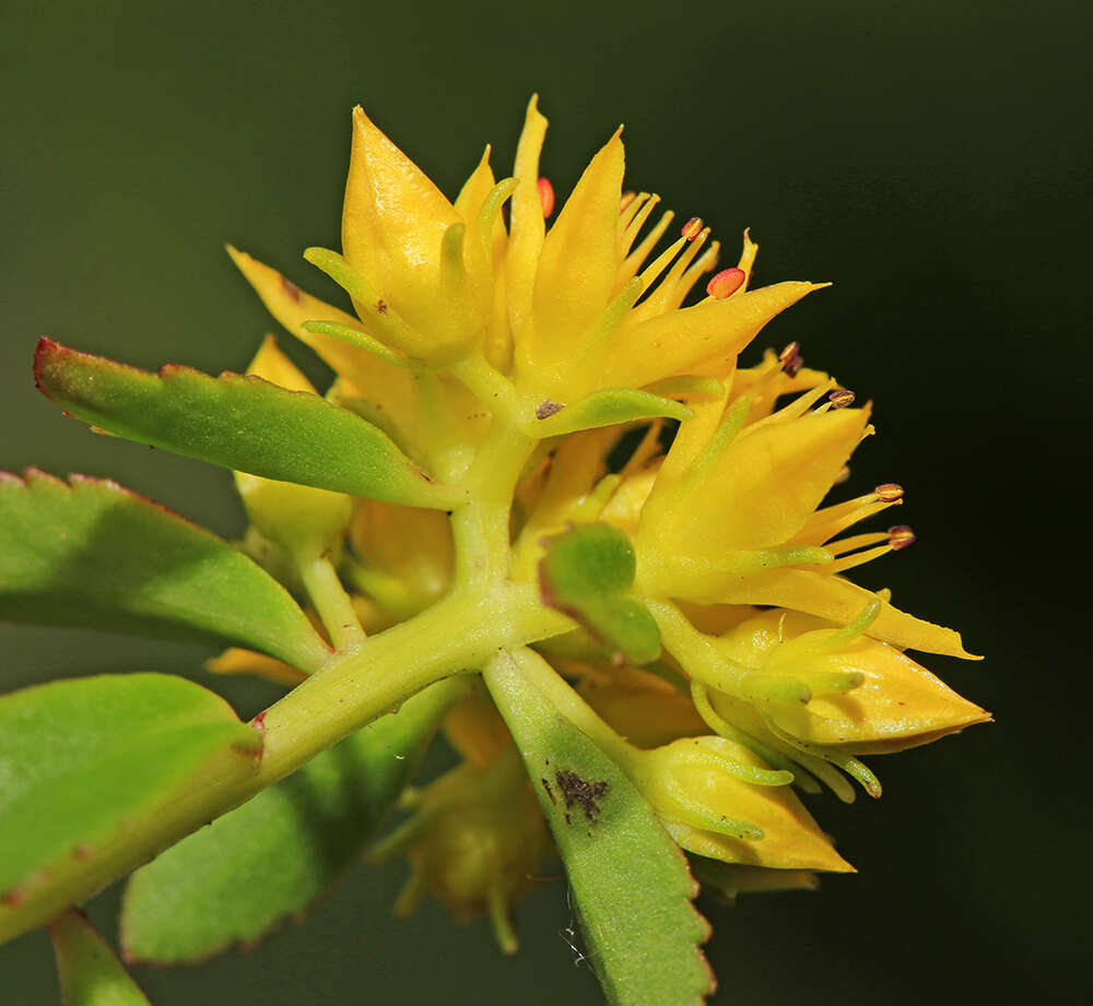 Image of Phedimus middendorfianus (Maxim.) H. 't Hart