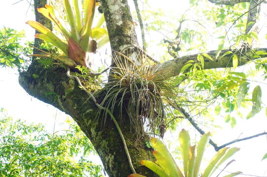 Слика од Tillandsia magnispica Espejo & López-Ferr.