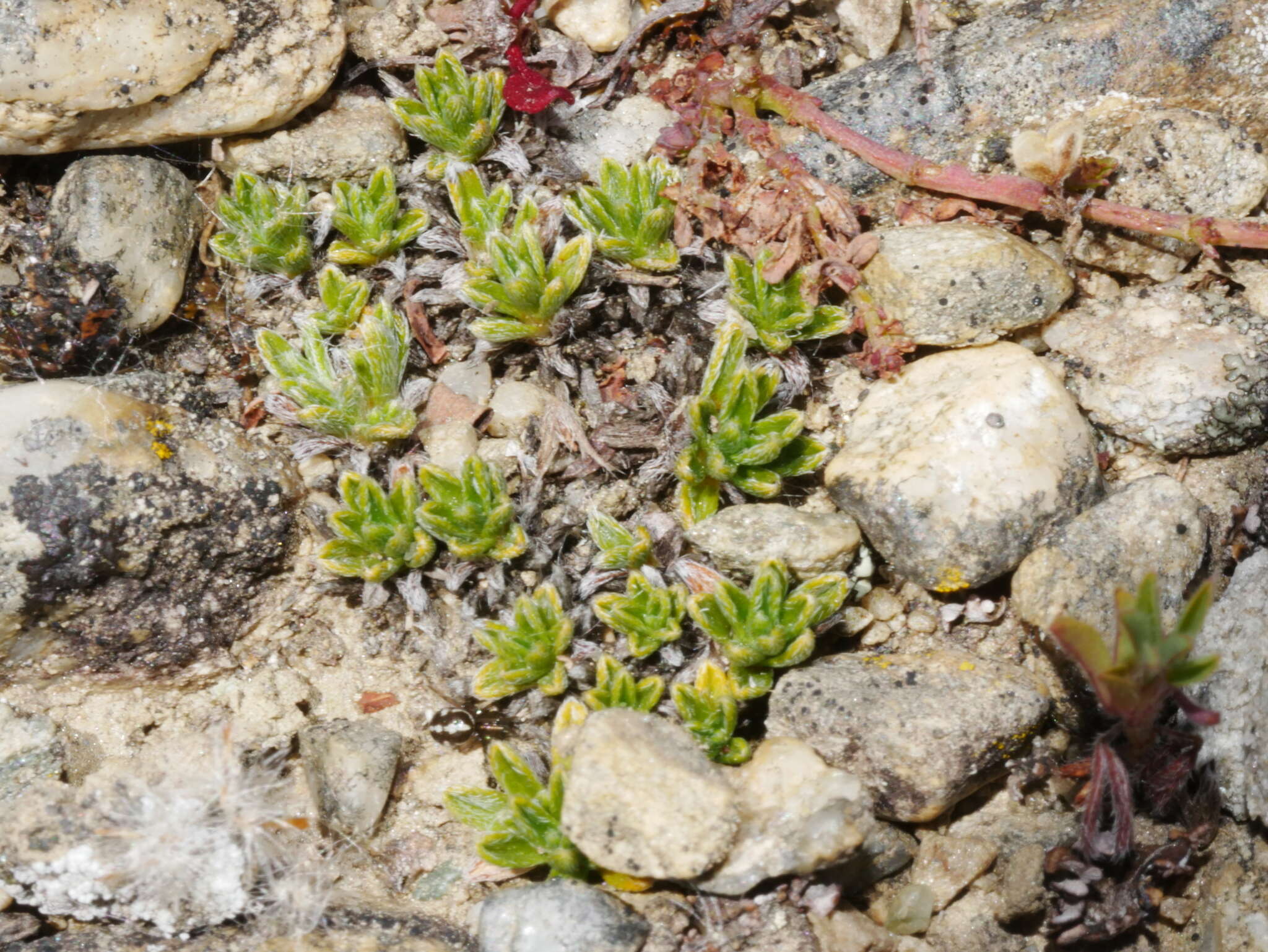 Imagem de Myosotis uniflora Hook. fil.