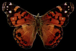 Image of Vanessa virginiensis