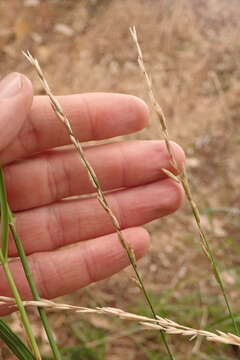 Melica harfordii Bol. resmi