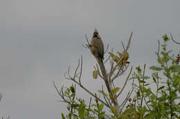 Colius striatus rhodesiae Grant, Chb & Mackworth-Praed 1938 resmi