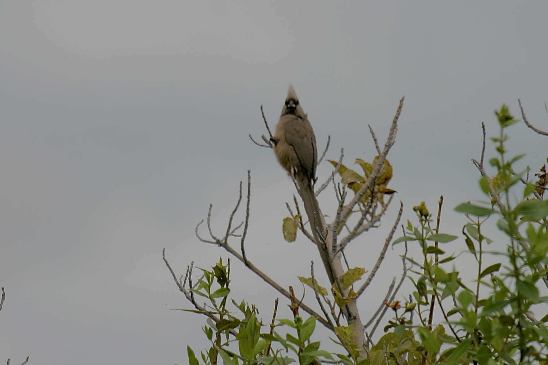 Colius striatus rhodesiae Grant, Chb & Mackworth-Praed 1938 resmi