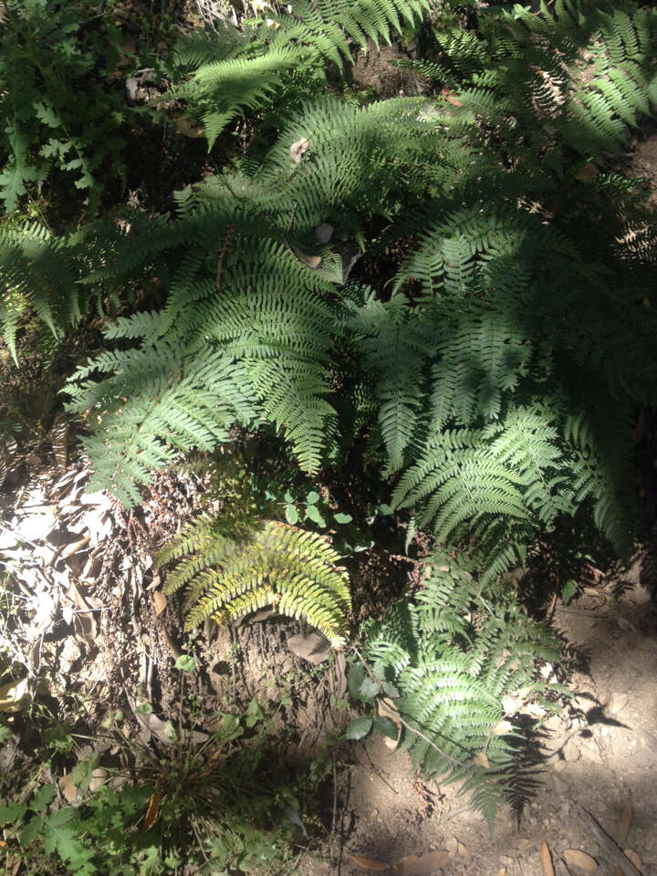 Image of California polypody