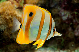 Image of Banded Longsnout Butterflyfish