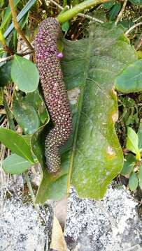 Image of Anthurium dombeyanum Brongn. ex Engl.