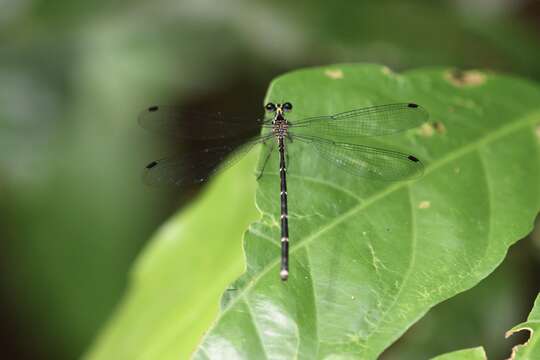 Image of Hypolestes hatuey Torres-Cambas 2015