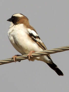 Image of sparrow-weaver