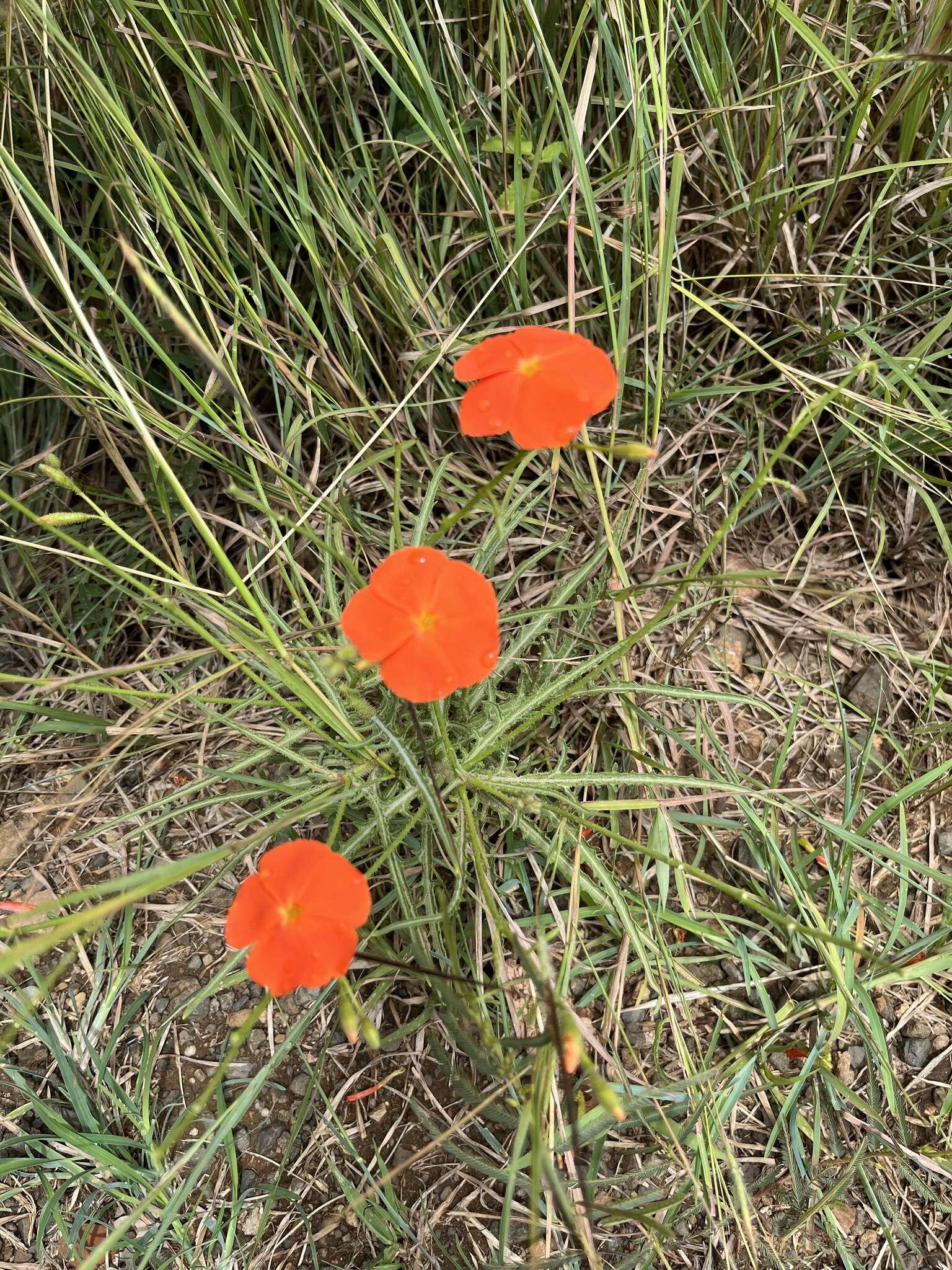 Image of Tricliceras schinzii (Urban) R. B. Fernandes