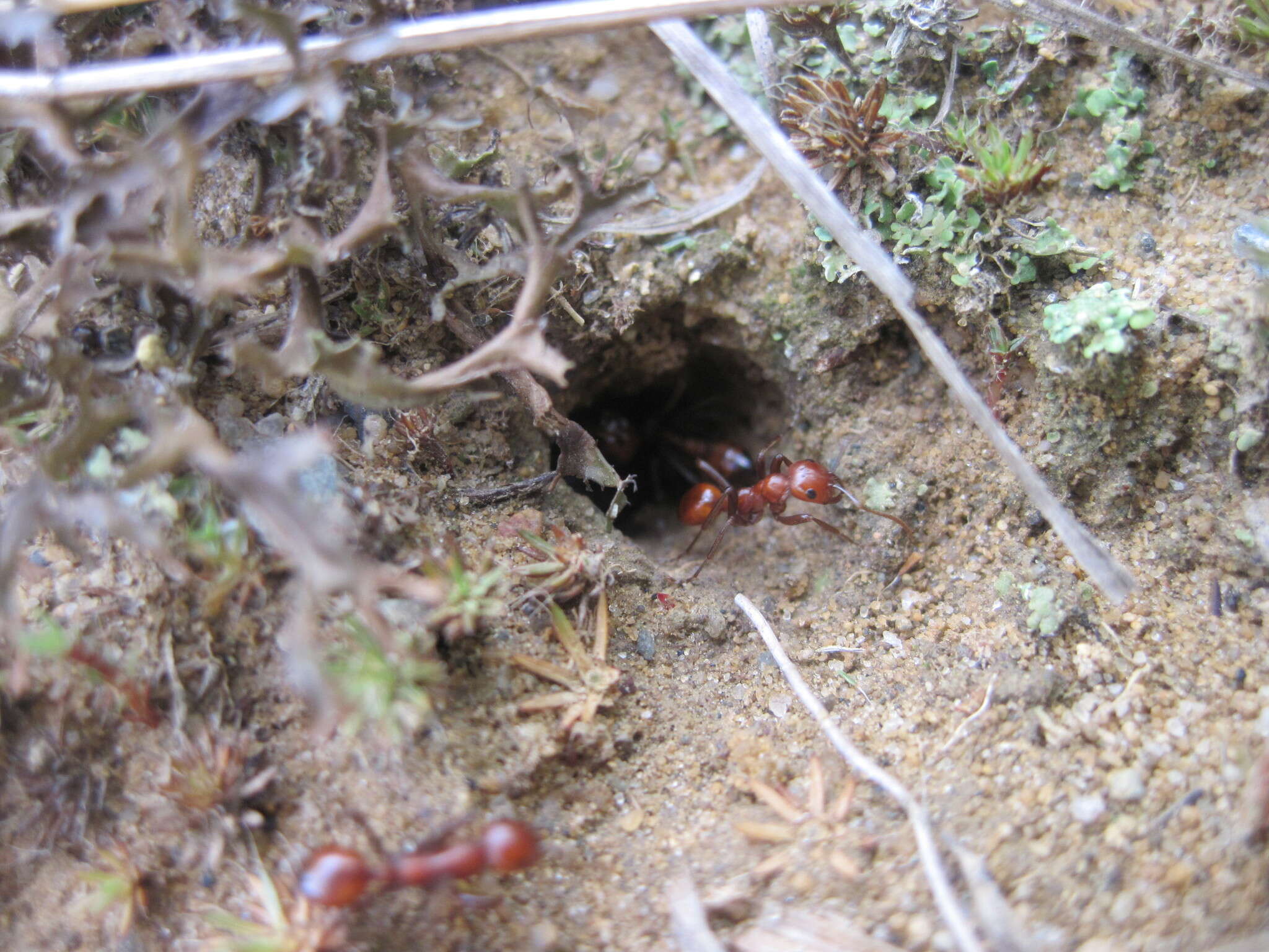 Image of Slave-making ant