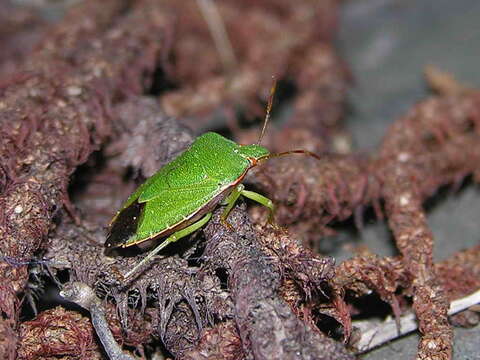 Image of Green shield bug