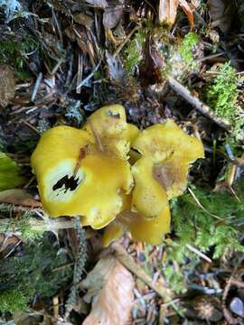 Imagem de Cantharellus amethysteus (Quél.) Sacc. 1887