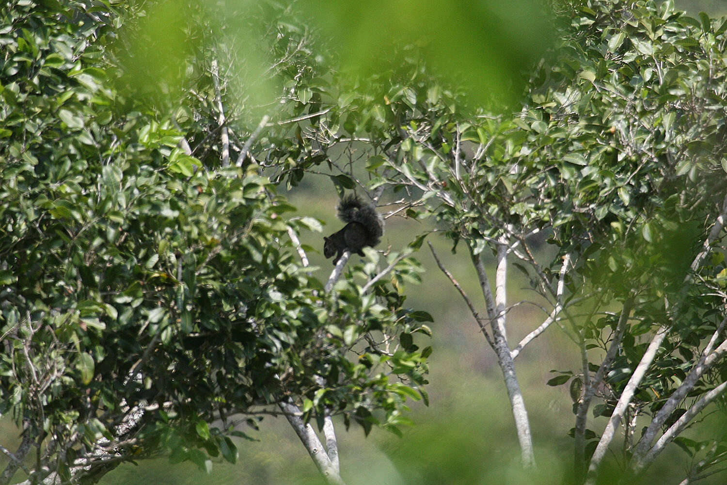 Image of Collie's Squirrel