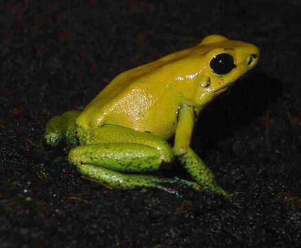 Image of Black-legged Poison Frog