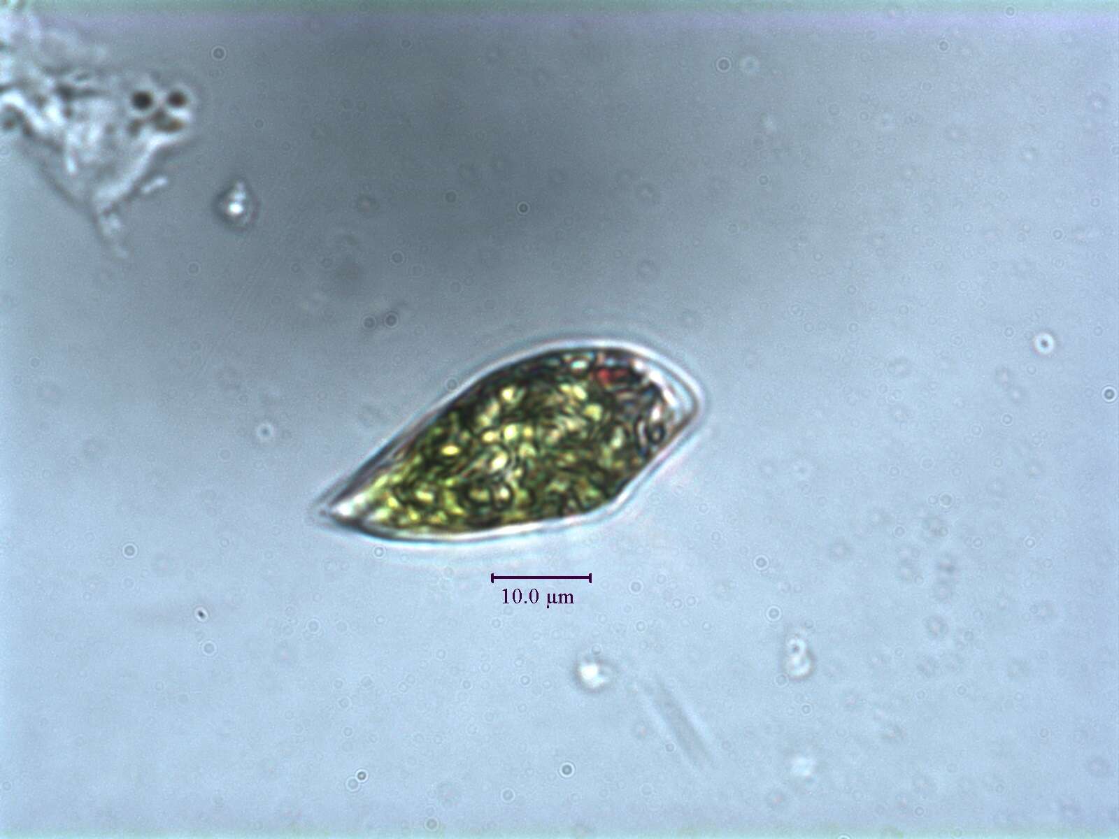 Imagem de Euglena hemichromata Skuja 1948