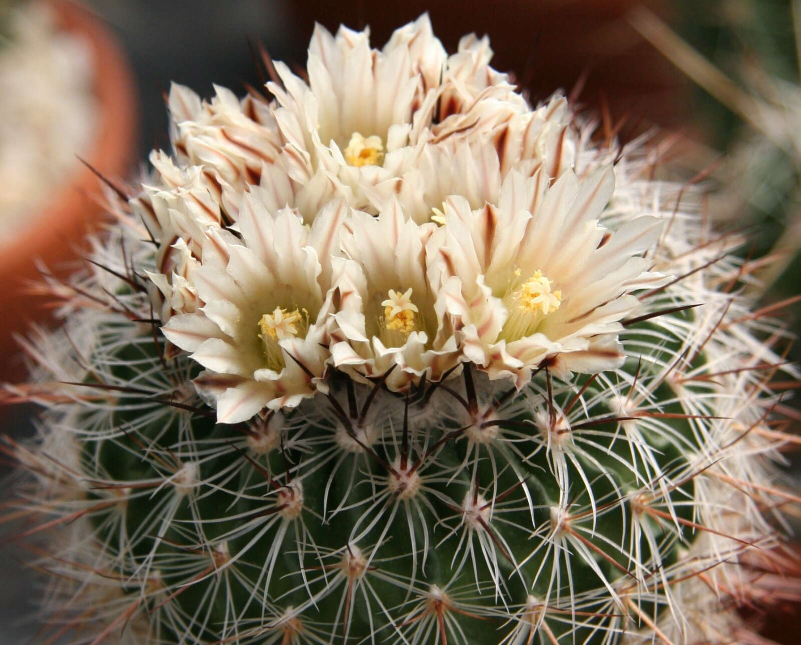 Image of Stenocactus