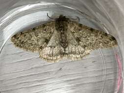 Image of pale brindled beauty