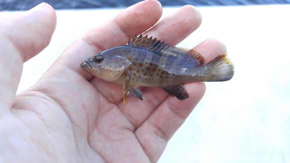 Image of Duskytail grouper