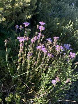 Image of Euphrasia collina subsp. diversicolor W. R. Barker