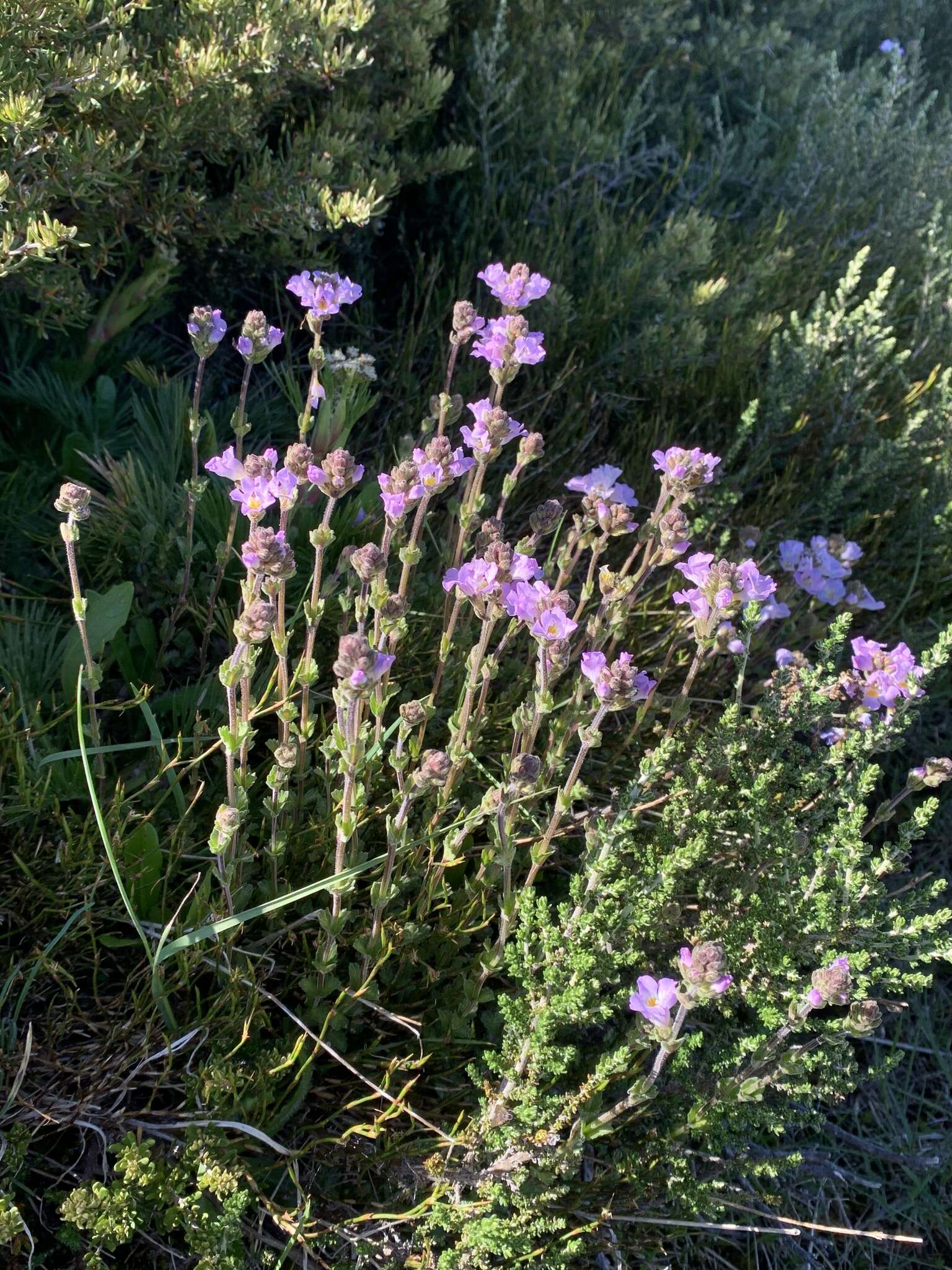 Sivun Euphrasia collina subsp. diversicolor W. R. Barker kuva