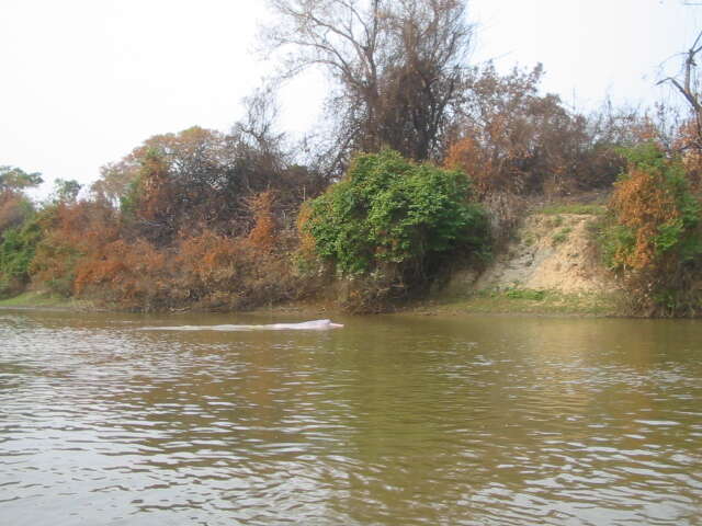 Image of Bolivian river dolphin