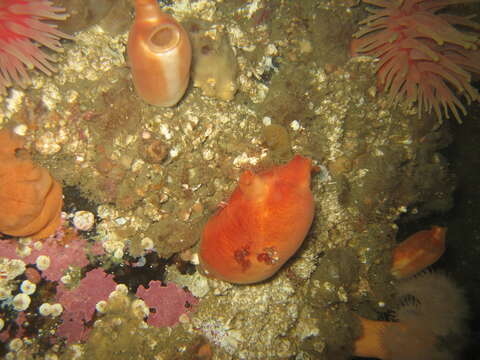 Image of sea peach