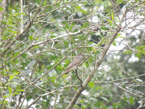 Image of Short-crested Flycatcher