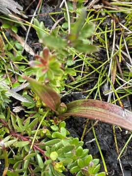 Image of Campynema lineare Labill.