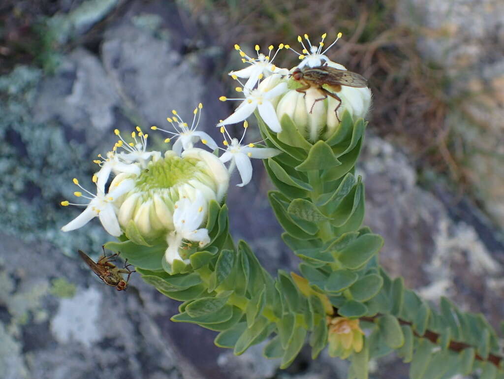 Image of Lachnaea pomposa Beyers