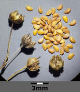 Image of purging flax, fairy flax