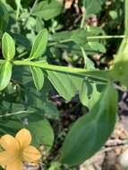 Image of Barleria crossandriformis C. B. Cl.