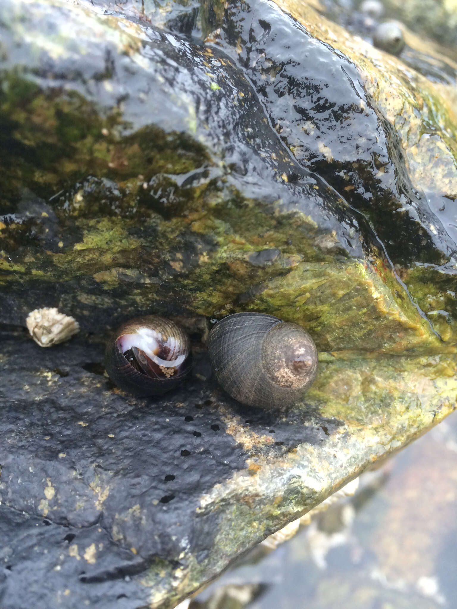 Image of Edible periwinkle