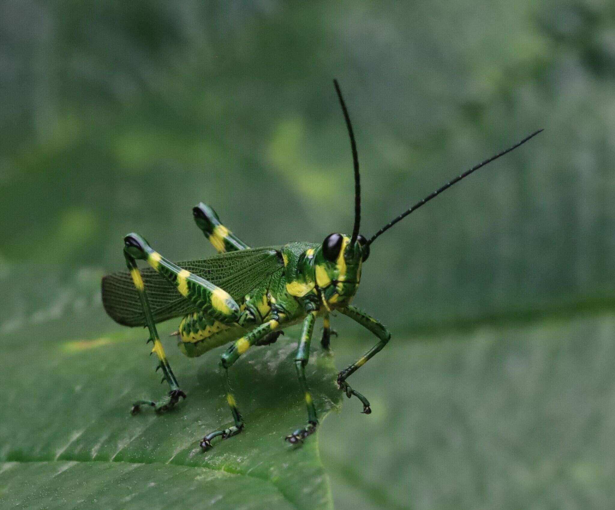 Image of Chromacris psittacus psittacus (Gerstaecker 1873)