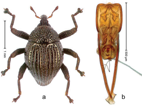 Image of Trigonopterus aeneomicans Riedel 2014